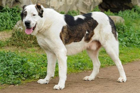 Central Asian Shepherd Dog .